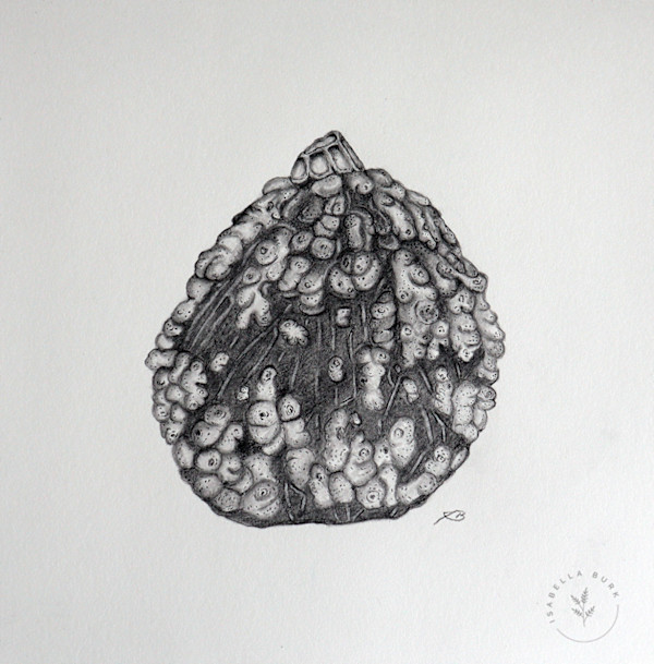 A small pumpkin by Isabella Burk, Image 1.