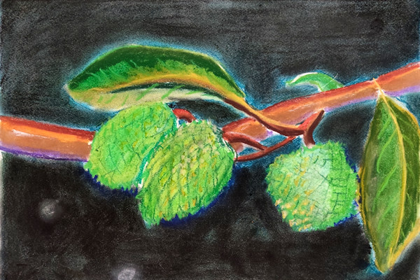 Annona Dolabripetala by Paul Riedel