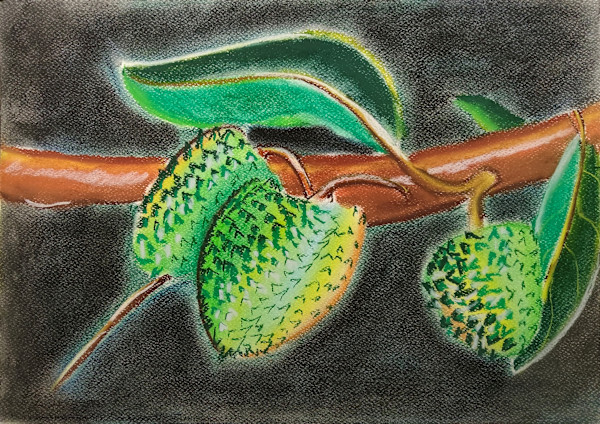 Annona Squanimosa by Paul Riedel