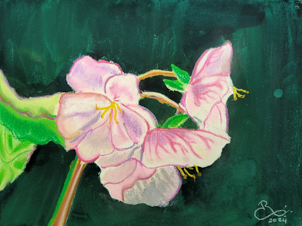 Begonia Radi by Paul Riedel