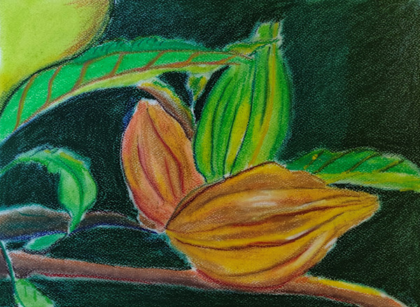 Carpotroche Brasiliensis by Paul Riedel