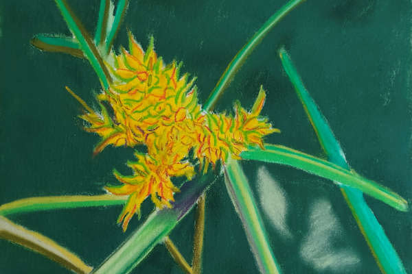 Cyperus Aggregatus by Paul Riedel