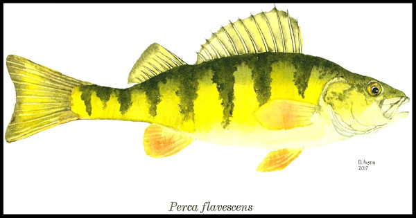 Perch 1 by Daniel Austin, Image 1.