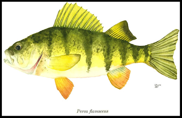 Perch 2 by Daniel Austin, Image 1.