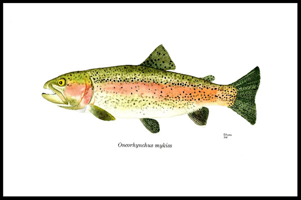Rainbow Trout by Daniel Austin, Image 1.