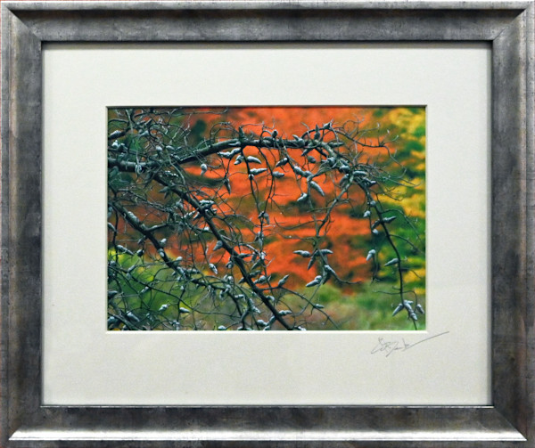 Fall Detail by Ed Bernik, Image 1.