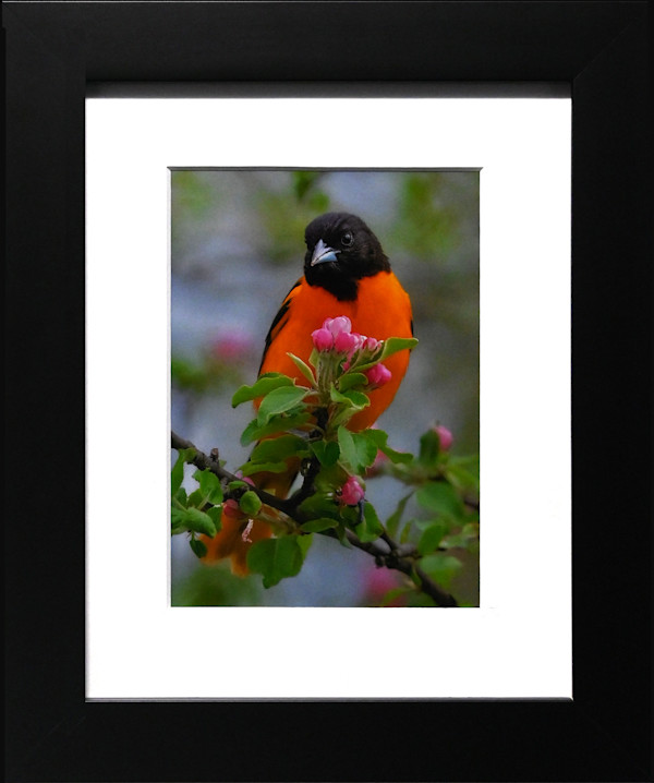 Baltimore Oriole in Spring by Darla Graff, Image 1.