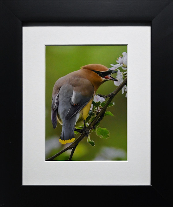 Cedar Waxwing by Darla Graff, Image 1.