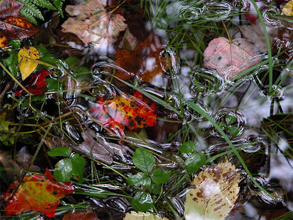 Liquid World by Greg Zbach, Image 2.