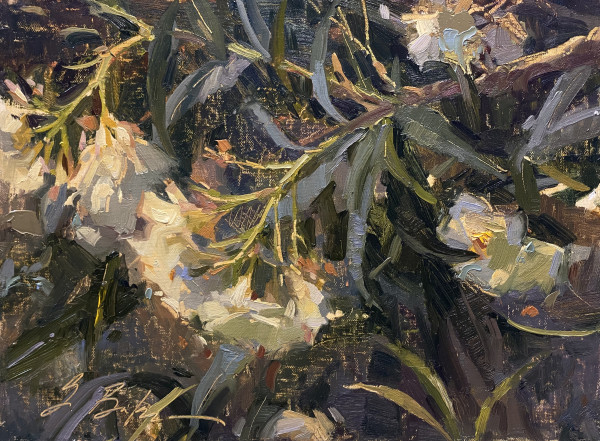 White Oleander by Suzie Baker