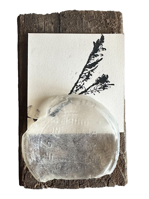 Tansy Mustard by Andrea Dupree