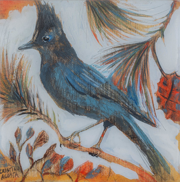 Stellar Jay Pine Forest by Cristina Acosta