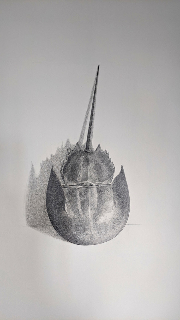 Horseshoe Crab Graphite by Cleo Huggins