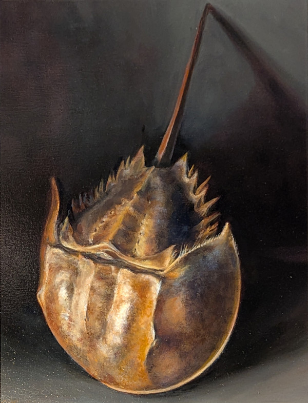 Horseshoe Crab Portrait by Cleo Huggins, Image 3.
