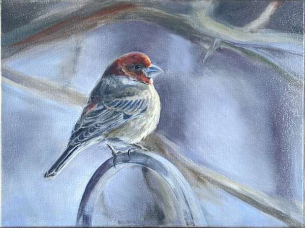 House Finch in Winter by Cleo Huggins