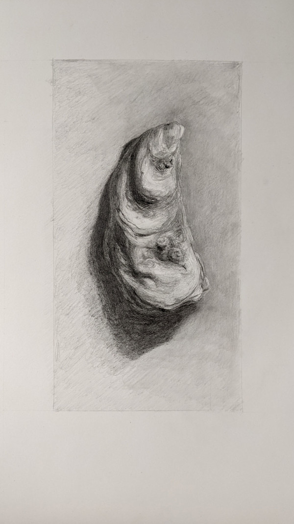 Oyster Drawing by Cleo Huggins