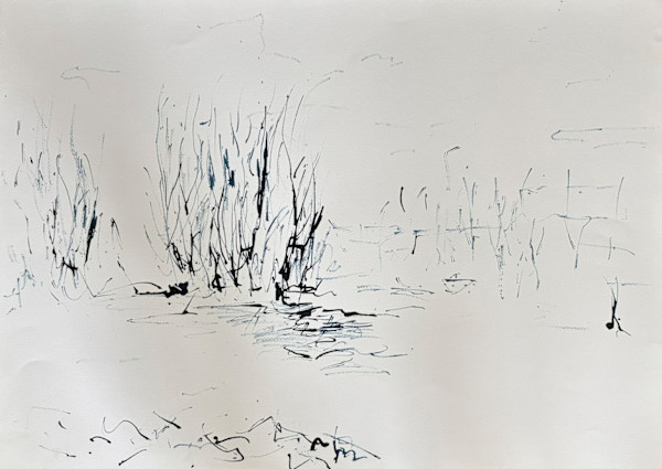 Phragmites by Astrid Steingrueber, Image 5.