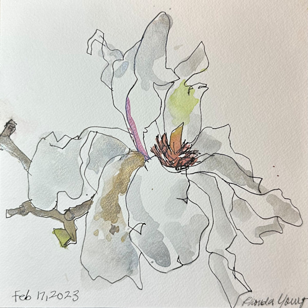 White Magnolia, February 17, 2023 by Rhonda Young
