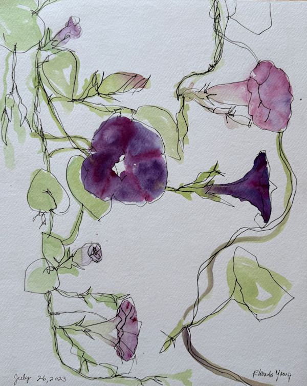 Morning Glory, July 26, 2023 by Rhonda Young