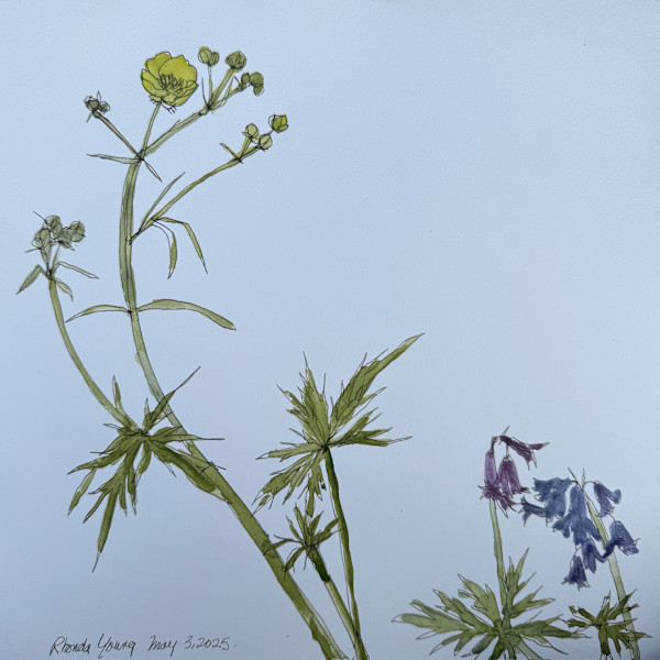 Regent's Park Buttercups and Bluebells by Rhonda Young