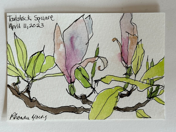 Tavistock Square Magnolias, April 11, 2023 by Rhonda Young