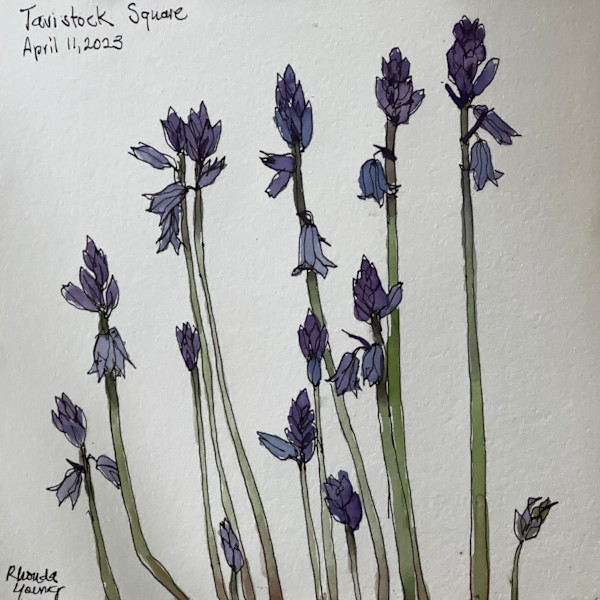 Bluebells, Tavistock Square by Rhonda Young
