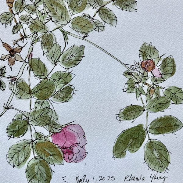 Pink Rose, July 1, 2025 by Rhonda Young