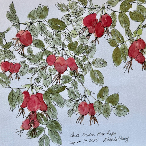 Peace Garden Rose Hips, August 14, 2025 by Rhonda Young