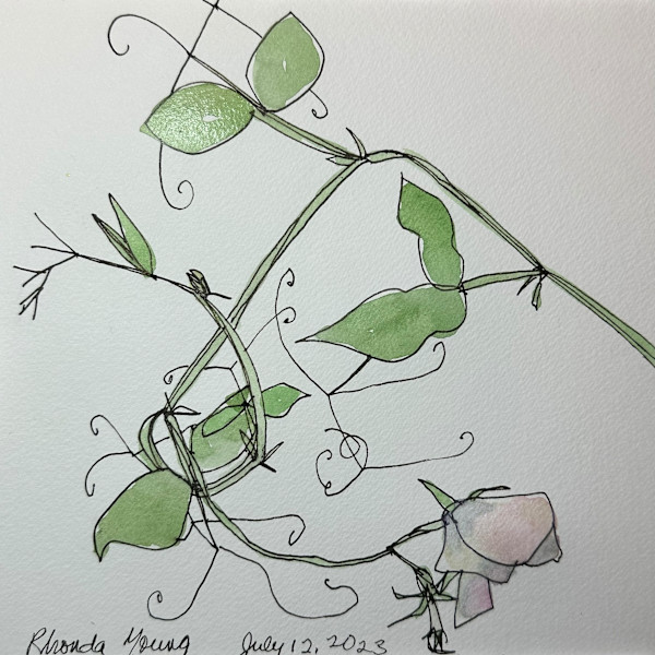 Sweet Peas, July 12, 2023 by Rhonda Young