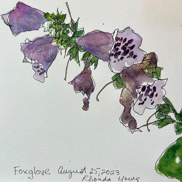 Foxglove, August 25, 2023 by Rhonda Young