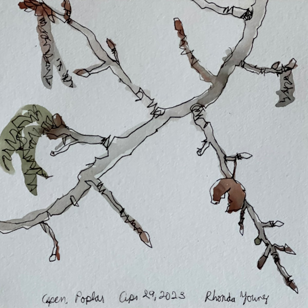 Aspen Poplar, Alberta Legislature, April 29, 2023 by Rhonda Young