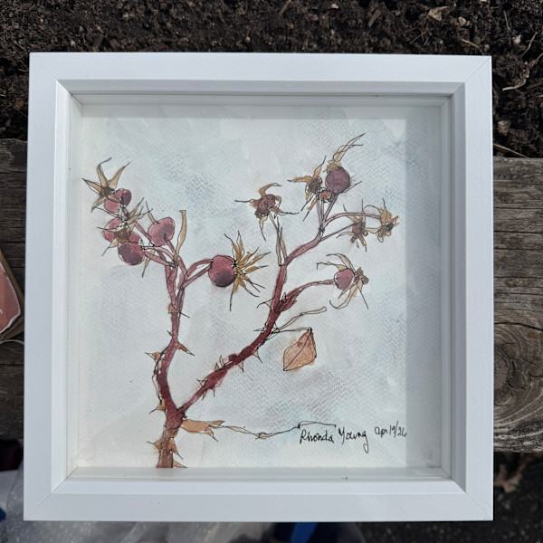 Rosehips, Peace Garden Park, April 19, 2026 by Rhonda Young