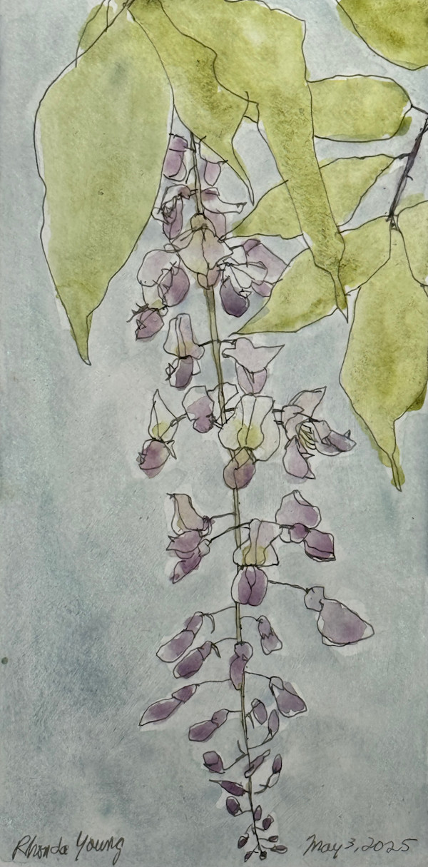 Wisteria, London UK, May 3, 2025 by Rhonda Young, Image 4.