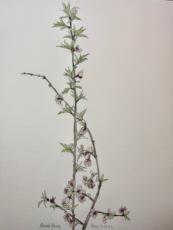Curved and Straight, Spring Blossoms, May 18, 2026 by Rhonda Young, Image 1.