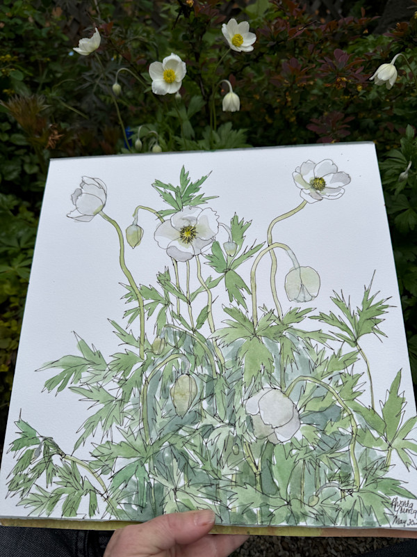 White Anemones, May 30 , 2026 by Rhonda Young, Image 1.