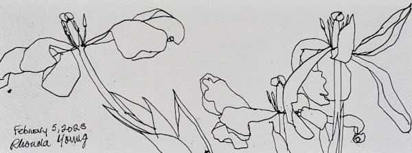 Tulips, February 5, 2023 by Rhonda Young