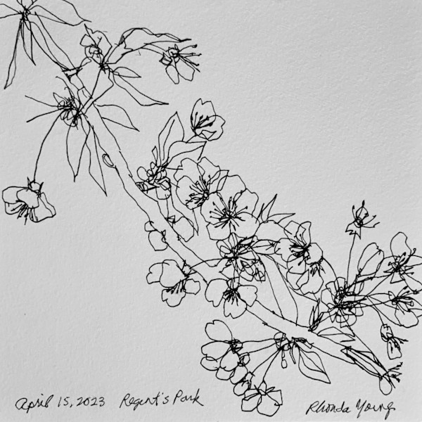 Blossoms, Regent's Park, April 15, 2023 by Rhonda Young