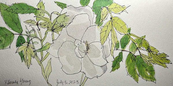 White Rose, July 3, 2023 by Rhonda Young