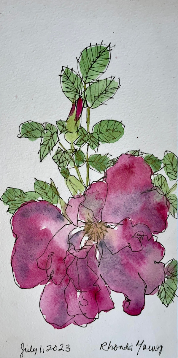 Red Rose, July 1, 2023 by Rhonda Young