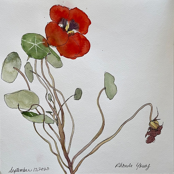 Nasturtium, September 17, 2023 by Rhonda Young