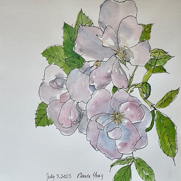 Light Pink Roses, July 3, 2023 by Rhonda Young