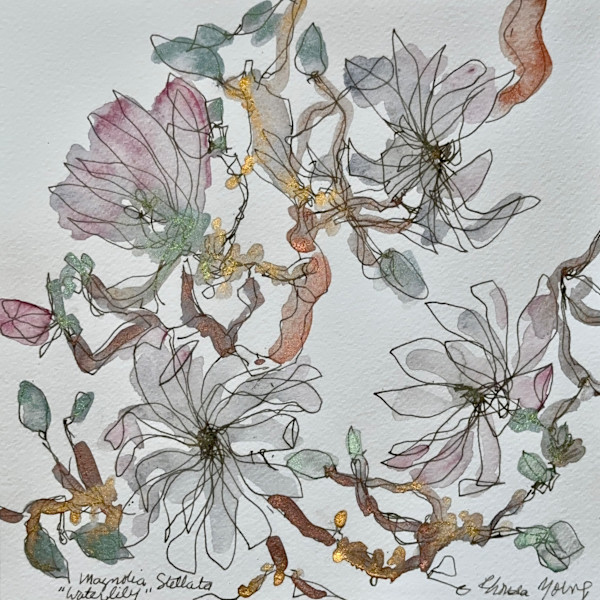 Magnolia Stellata "Waterlily" by Rhonda Young