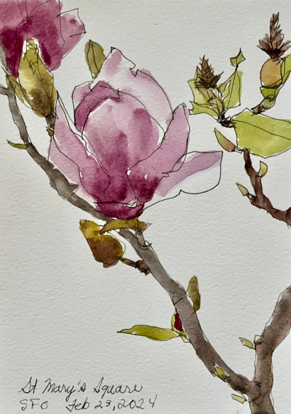St Mary's Square Chinatown SFO Magnolia, February 23, 2024 by Rhonda Young