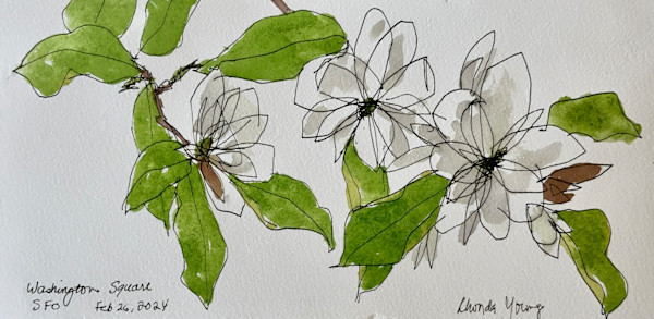 Magnolia, Washington Square San Francisco, February 26, 2024 by Rhonda Young