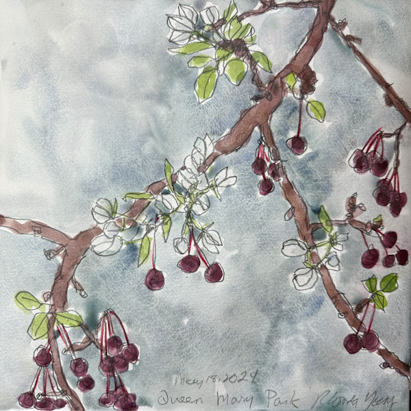 Crabapples, Queen Mary Park, May 18, 2024 by Rhonda Young