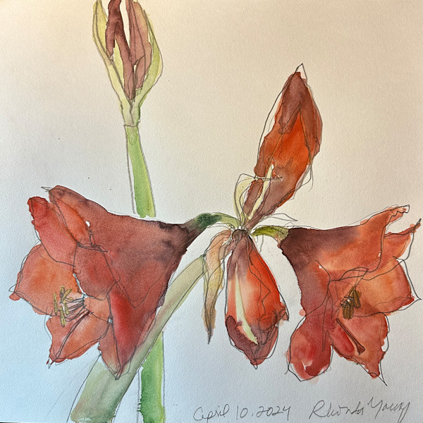 Amaryllis, April 10, 2024 by Rhonda Young, Image 2.