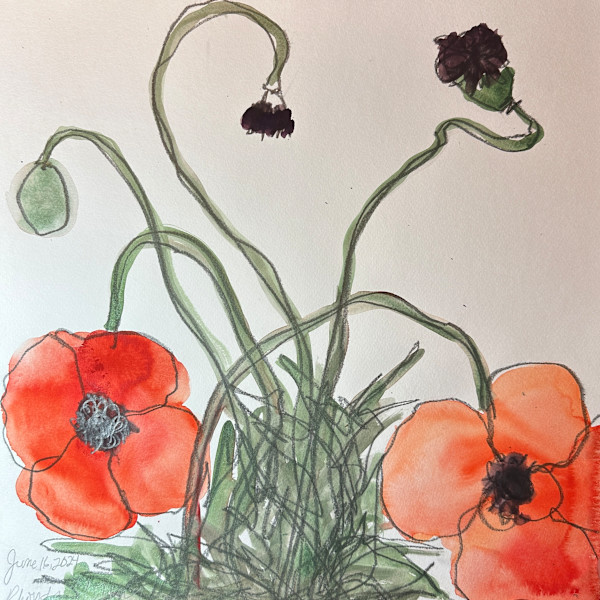 Poppies, June 16, 2024 by Rhonda Young