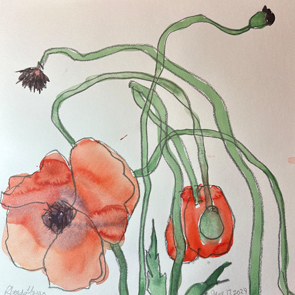 Poppies, June 17, 2024 by Rhonda Young