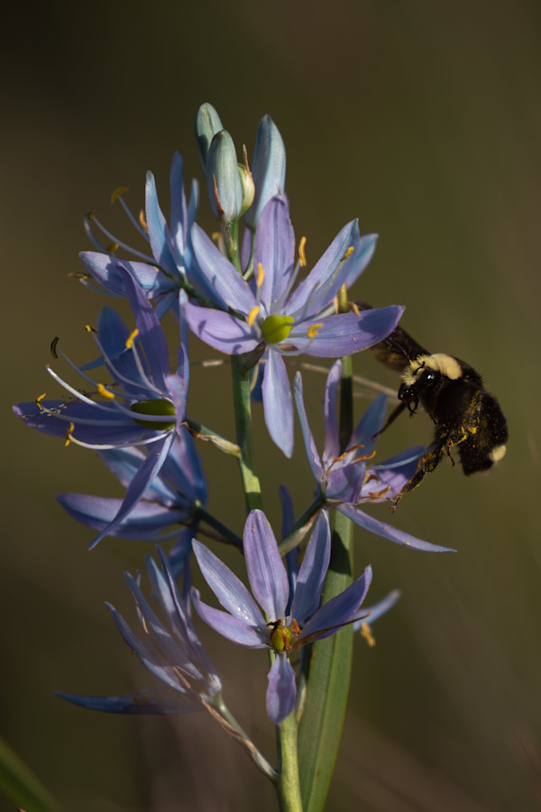 Camas by Amanda Freeman