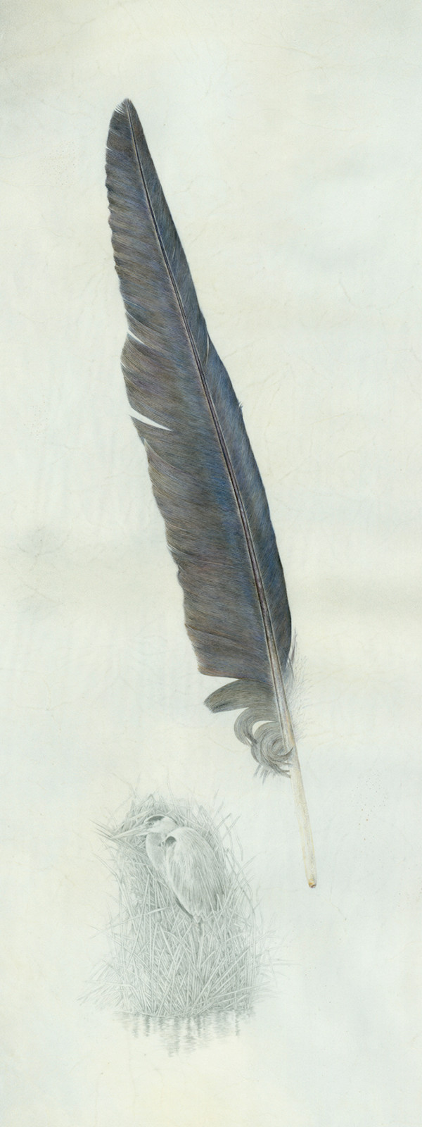 A Study in Gray & Blue - Great Blue Heron Feather by Kelly Leahy Radding